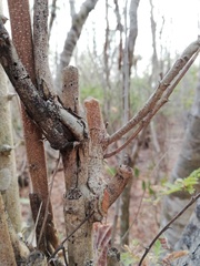 Piptadenia retusa