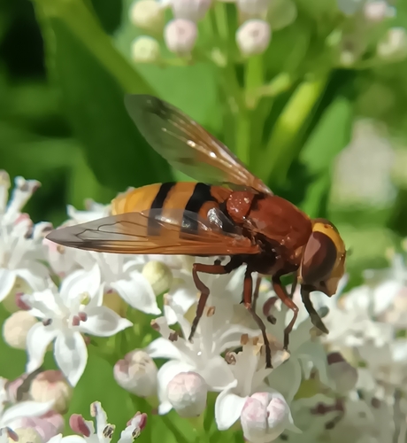 Hornet Mimic Hover Fly