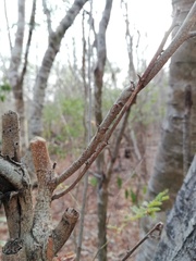 Piptadenia retusa