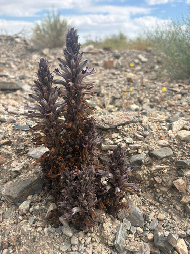 desert broomrape