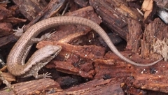 Elgaria coerulea coerulea