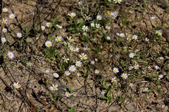 Astranthium ciliatum