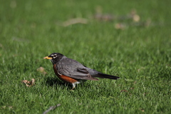 Turdus migratorius