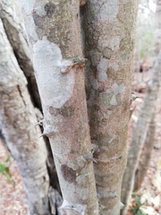 Piptadenia retusa