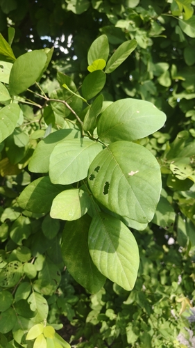 Dendrolobium umbellatum, photograph 5