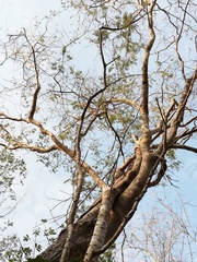 Piptadenia retusa