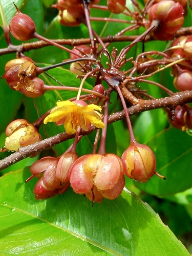 Ochna jabotapita