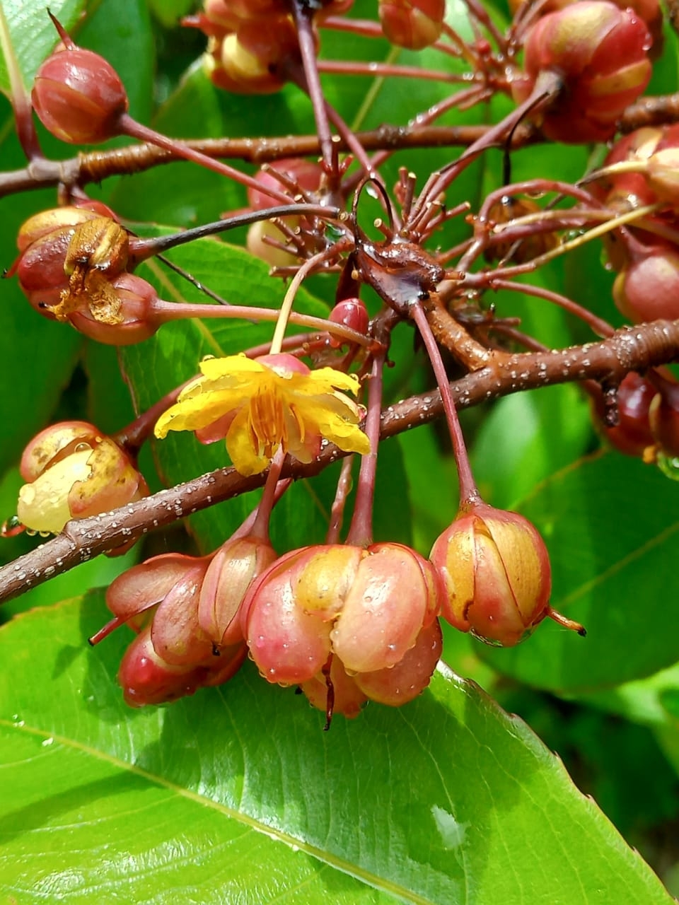 Ochna jabotapita