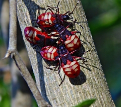 Dysdercus albofasciatus