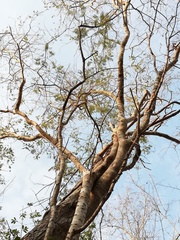 Piptadenia retusa