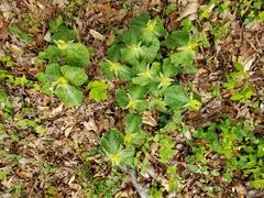 Trillium luteum