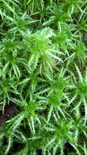 Crome Sphagnum