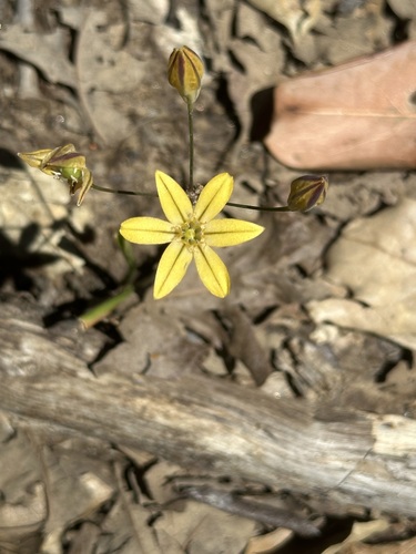 iNaturalist observation photo of Prettyface