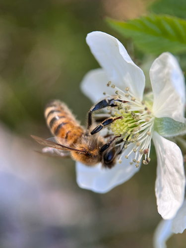 Western Honey Bee