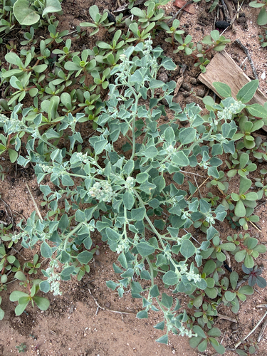 Mealy Goosefoot