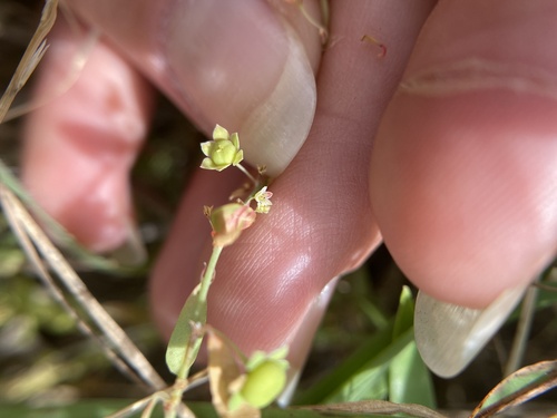 Smartweed Leafflower