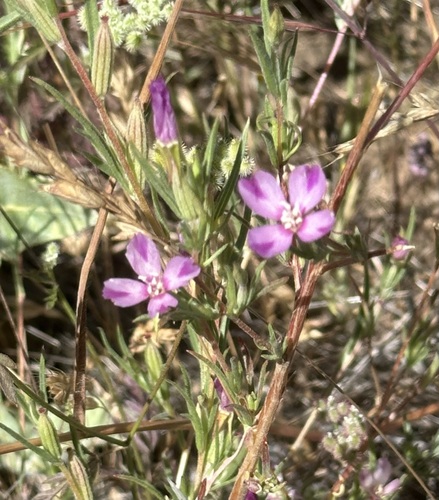 iNaturalist observation photo of Winecup Clarkia