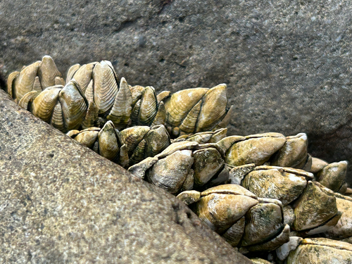 Japanese goose barnacle