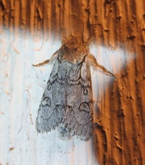 Acronicta tota