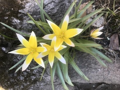 Tulipa urumiensis