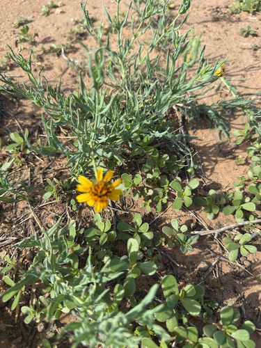 Texas blueweed