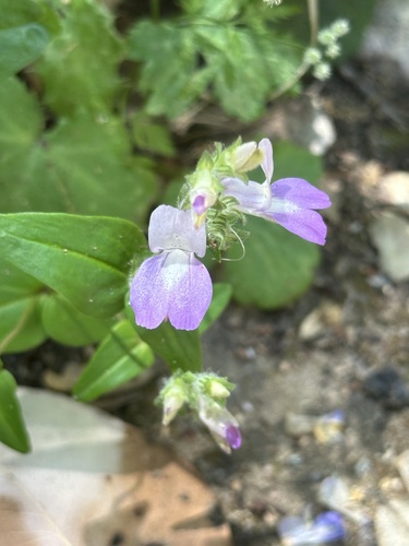 iNaturalist observation photo of Purple Chinese Houses