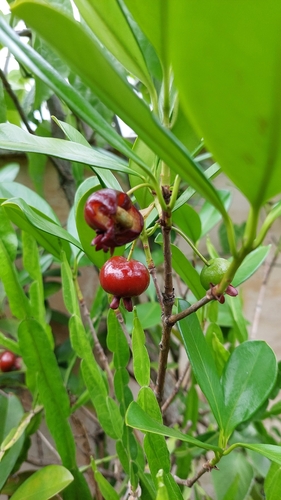 Eugenia brasiliensis, photograph 1