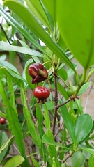 author not stated, no rights reserved Eugenia brasiliensis, photograph author not stated, no rights reserved