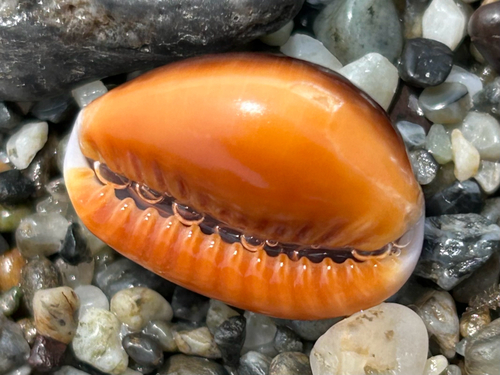 Honey Cowry