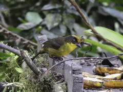 Atlapetes tricolor crassus
