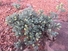 Artemisia spinescens