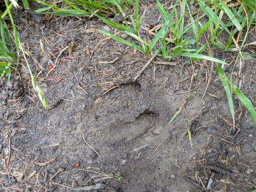 Wild Boar