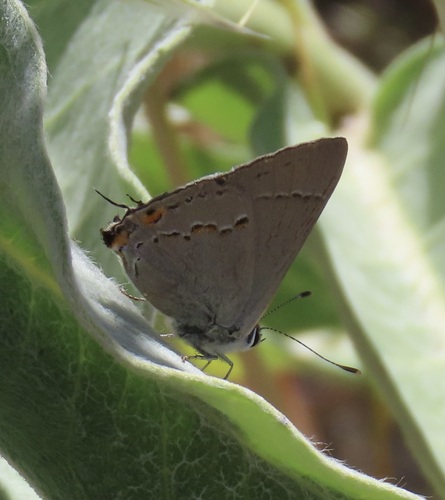 iNaturalist observation photo of Gray Hairstreak