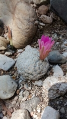 Mammillaria herrerae