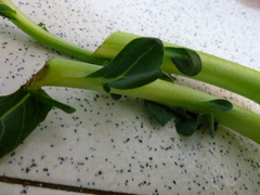 Brassica oleracea italica