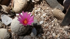 Mammillaria herrerae