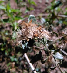 Austrobrickellia patens