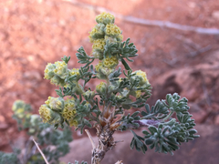 Artemisia spinescens