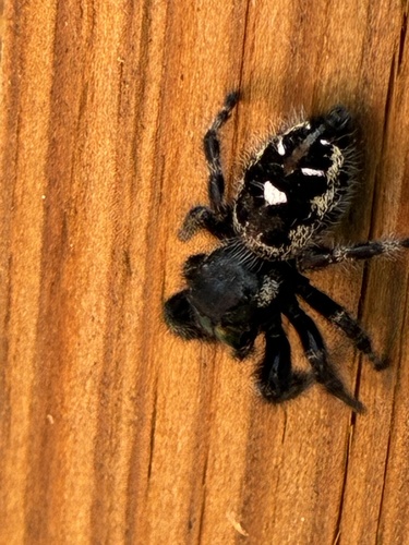 Bold Jumping Spider photographed in West Virginia