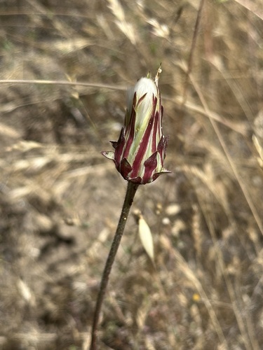 iNaturalist observation photo of bigflower agoseris