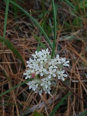 Asclepias michauxii
