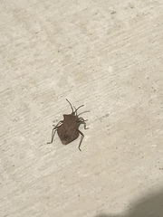 Acroelytrum muricatum