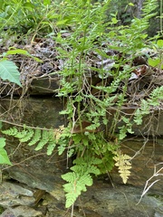 Woodsia obtusa obtusa
