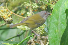 Chlorospingus semifuscus