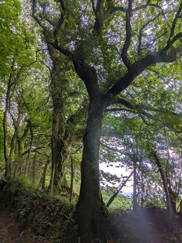 European beech