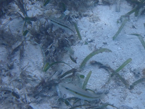 Lethrinus variegatus observed 2026-05-12