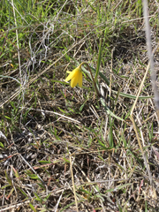 Fritillaria pudica