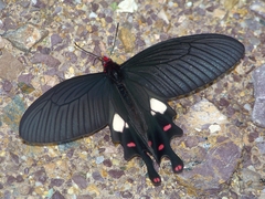 Byasa polyeuctes