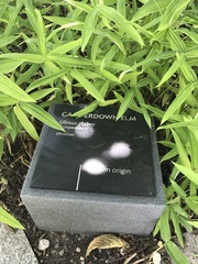 Ulmus glabra camperdownii