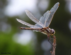 Tramea cophysa